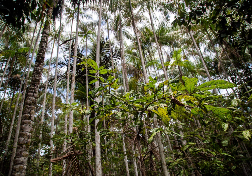 Trekking the Amazon Rainforest